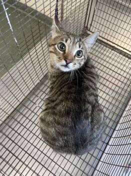 Domestic Short Hair Cats Available for Adoption - Simba | PetCurious