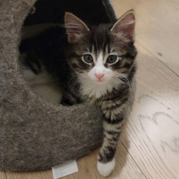 Ewok -  Domestic Long Hair Cat for Adoption in Washougal, Washington - Ewok | PetCurious