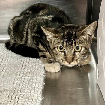 Baby -  Domestic Short Hair Cat for Adoption in Port Charlotte, Florida - Baby | PetCurious