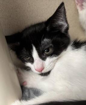Monty - I AM AT PetSmart Framingham -  Domestic Short Hair Cat for Adoption in East Brookfield, Massachusetts - Monty - I AM AT PetSmart Framingham | PetCurious