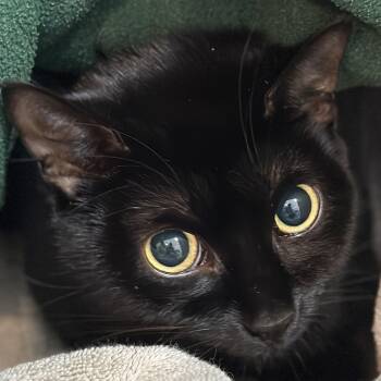 Tink -  Domestic Short Hair Cat for Adoption in Victor, New York - Tink | PetCurious