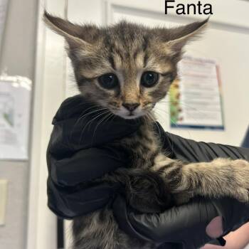 Fanta -  Domestic Short Hair Cat for Adoption in Knoxville, Tennessee - Fanta | PetCurious
