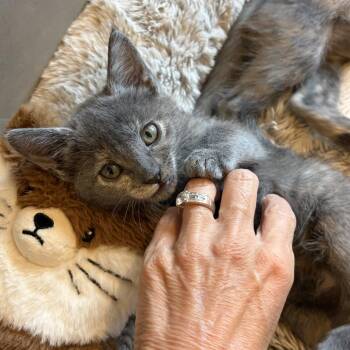 Lucy -  Domestic Short Hair Cat for Adoption in Las Vegas, Nevada - Lucy | PetCurious