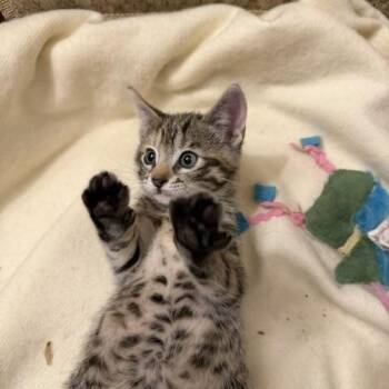 Willow -  Domestic Short Hair Cat for Adoption in Ottawa, Ontario - Willow | PetCurious