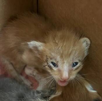 A1931755 -  Domestic Short Hair Cat for Adoption in Thousand Palms, California - A1931755 | PetCurious