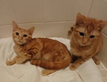 Rescue American Shorthair Cats for Adoption in Longwood, Florida - Cinnamon And Cesar (Bonded Pair) | PetCurious