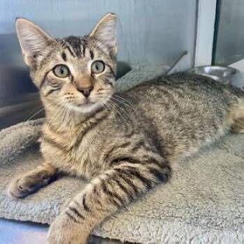 Rescue Domestic Short Hair Cats for Adoption in Leander, Texas - Jan Jan | PetCurious