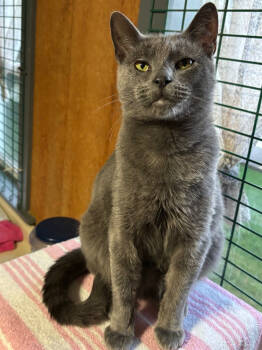 Rescue Domestic Short Hair Cats for Adoption in New Woodstock, New York - DALLAS | PetCurious