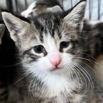 Domestic Short Hair Cats Available for Adoption in Sarasota, Florida - Sketch | PetCurious