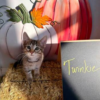 Twinkie -  Domestic Short Hair Cat for Adoption in Carmel, Indiana - Twinkie | PetCurious