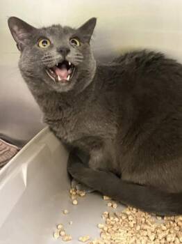 Macy -  Domestic Short Hair Cat for Adoption in Longmont, Colorado - Macy | PetCurious