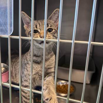 Eevee -  Domestic Short Hair Cat for Adoption in South Haven, Michigan - Eevee | PetCurious