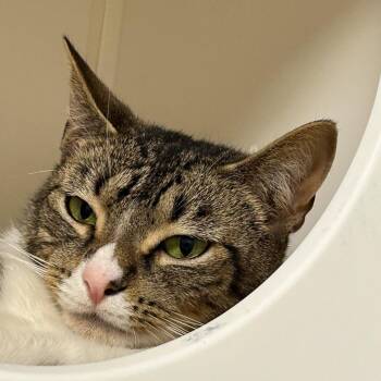 Domestic Short Hair Cats Available for Adoption in West Palm Beach, Florida - Natasha | PetCurious