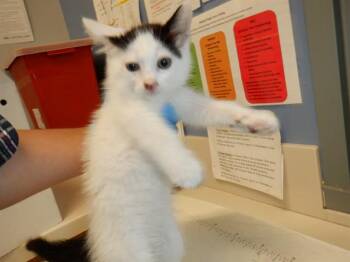 DUCHESS -  Domestic Short Hair Cat for Adoption in San Jose, California - DUCHESS | PetCurious