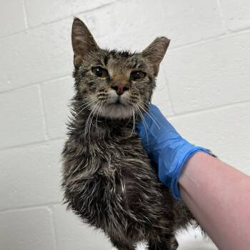 SVAS-Stray-38920 -  Domestic Short Hair Cat for Adoption in Lyndhurst, Virginia - SVAS-Stray-38920 | PetCurious