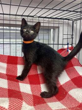 Domestic Short Hair Cats Available for Adoption in Plano, Texas - Helios | PetCurious