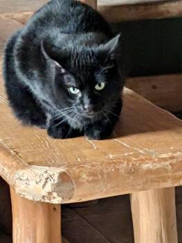 Tappy -  Domestic Short Hair Cat for Adoption in Columbus, Minnesota - Tappy | PetCurious