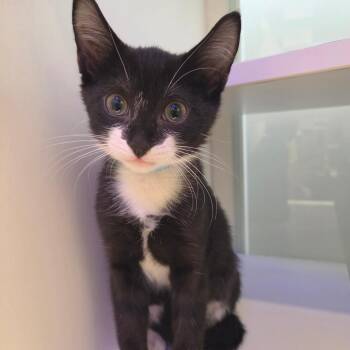 Fork -  Domestic Short Hair Cat for Adoption in Wantagh, New York - Fork | PetCurious