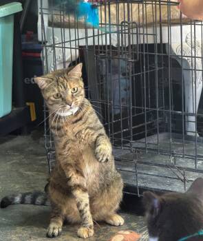 Sheba -  Domestic Short Hair Cat for Adoption in Largo, Florida - Sheba | PetCurious