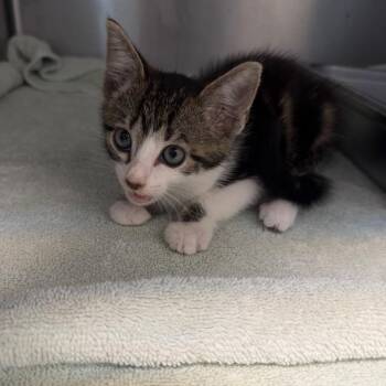 Peanut -  Domestic Short Hair Cat for Adoption in Englewood, Florida - Peanut | PetCurious