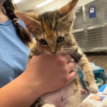 Winter -  Domestic Short Hair Cat for Adoption in Fort Worth, Texas - Winter | PetCurious
