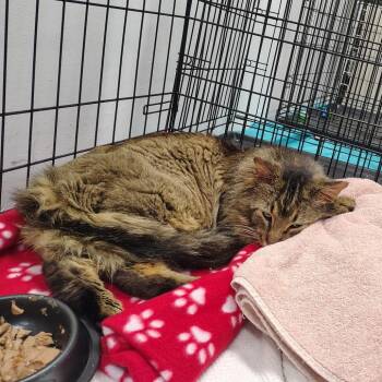 Domestic Medium Hair Cats Available for Adoption in Coos Bay, Oregon - Timber | PetCurious