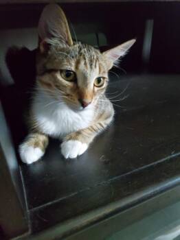 Gordo -  Domestic Short Hair Cat for Adoption in Saint James City, Florida - Gordo | PetCurious