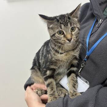Betty -  Domestic Short Hair Cat for Adoption in Brentwood, Missouri - Betty | PetCurious