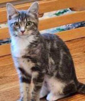 Kite -  Domestic Short Hair Cat for Adoption in Fairfax, Virginia - Kite | PetCurious