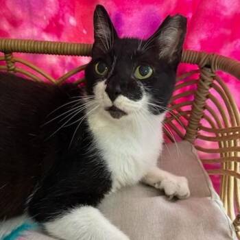 Sox -  Domestic Short Hair Cat for Adoption in Jupiter, Florida - Sox | PetCurious