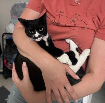 Missy -  Domestic Short Hair Cat for Adoption in New York, New York - Missy | PetCurious