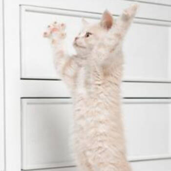 Rescue Domestic Medium Hair Cats for Adoption in Blairsville, Georgia - Fancy | PetCurious