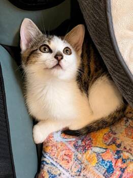 Yellowstone -  Domestic Short Hair Cat for Adoption in Trenton, New Jersey - Yellowstone | PetCurious