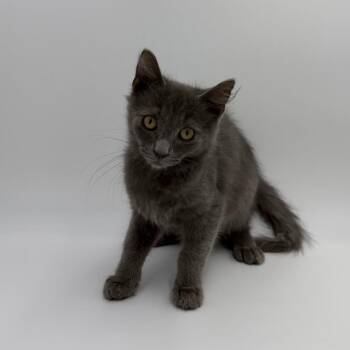 Private -  Domestic Medium Hair Cat for Adoption in State College, Pennsylvania - Private | PetCurious