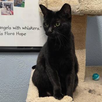 Peanut Butter -  Domestic Short Hair Cat for Adoption in Port Charlotte, Florida - Peanut Butter | PetCurious