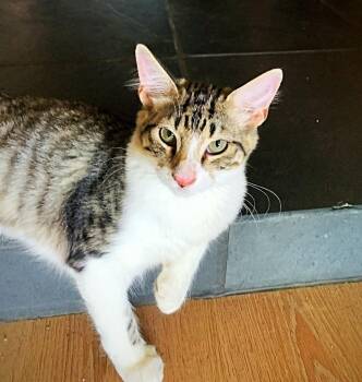 Rescue Tabby Cats for Adoption in Fresno, California - Latte | PetCurious