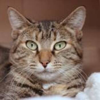 Domestic Short Hair Cats Available for Adoption in Hilliard, Ohio - Kimchi | PetCurious