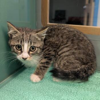 Gumdrop -  Domestic Short Hair Cat for Adoption in Suffolk, Virginia - Gumdrop | PetCurious