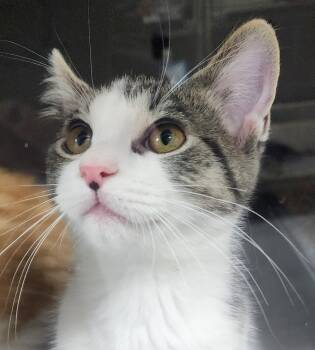 Rescue Domestic Short Hair Cats for Adoption in Dayton, Minnesota - Marble | PetCurious