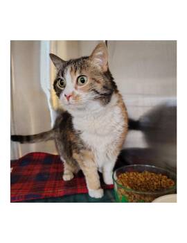 Calico Cats Available for Adoption - Augie | PetCurious