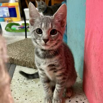 Domestic Short Hair Cats Available for Adoption in Warwick, Rhode Island - Paper Clip | PetCurious