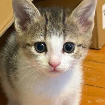 Gambit -  Domestic Short Hair Cat for Adoption in Medina, Ohio - Gambit | PetCurious