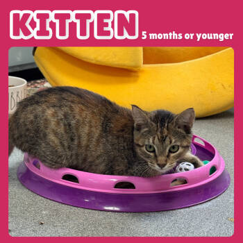 Rescue Domestic Short Hair Cats for Adoption in Gainesville, Florida - Rain | PetCurious