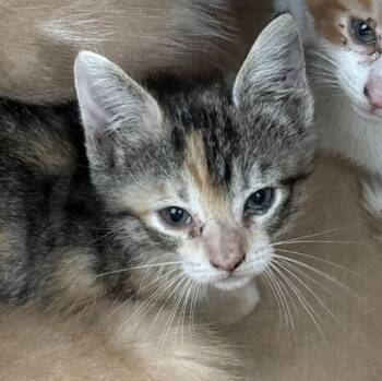 Domestic Short Hair Cats Available for Adoption in Dallas, Texas - MAUI | PetCurious