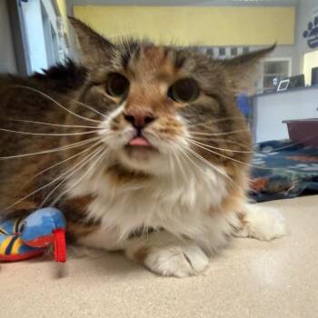 Maliha -  Maine Coon and Domestic Short Hair Cat for Adoption in Galveston, Texas - Maliha | PetCurious