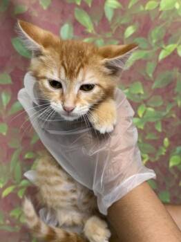 WAIKIKI -  Domestic Short Hair Cat for Adoption in San Antonio, Texas - WAIKIKI | PetCurious