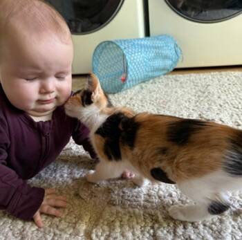 Rescue Domestic Short Hair Cats for Adoption in San Diego, California - Fern | PetCurious