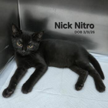 Domestic Short Hair Cats Available for Adoption in Quincy, Ohio - Nick Nitro (Black Tabby) | PetCurious