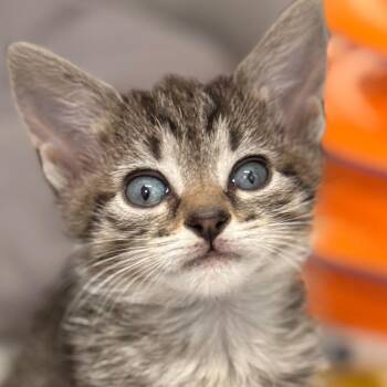 Muffin of Eclair -  Domestic Short Hair Cat for Adoption in Cumming, Georgia - Muffin Of Eclair | PetCurious