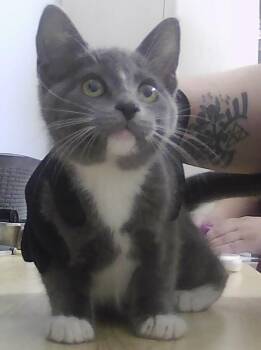 Mouse -  Domestic Short Hair Cat for Adoption in Dayton, Minnesota - Mouse | PetCurious